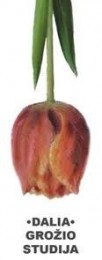 Dalios Grožio Studija